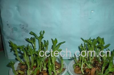 果蔬百科蚕豆-0