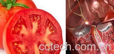 果蔬百科番茄-0