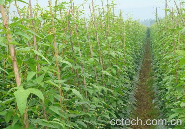 果蔬百科豇豆-0