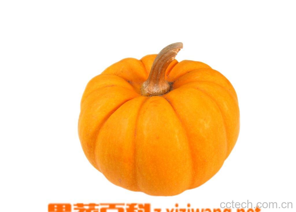 果蔬百科南瓜-0