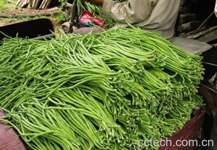 果蔬百科豇豆-0