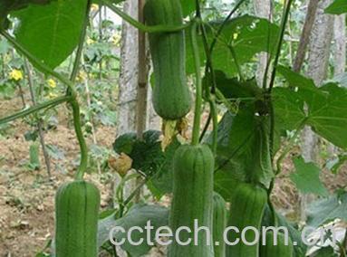 果蔬百科丝瓜-0