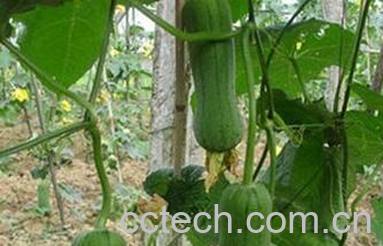 果蔬百科草菇的做法-1