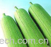 果蔬百科丝瓜-0