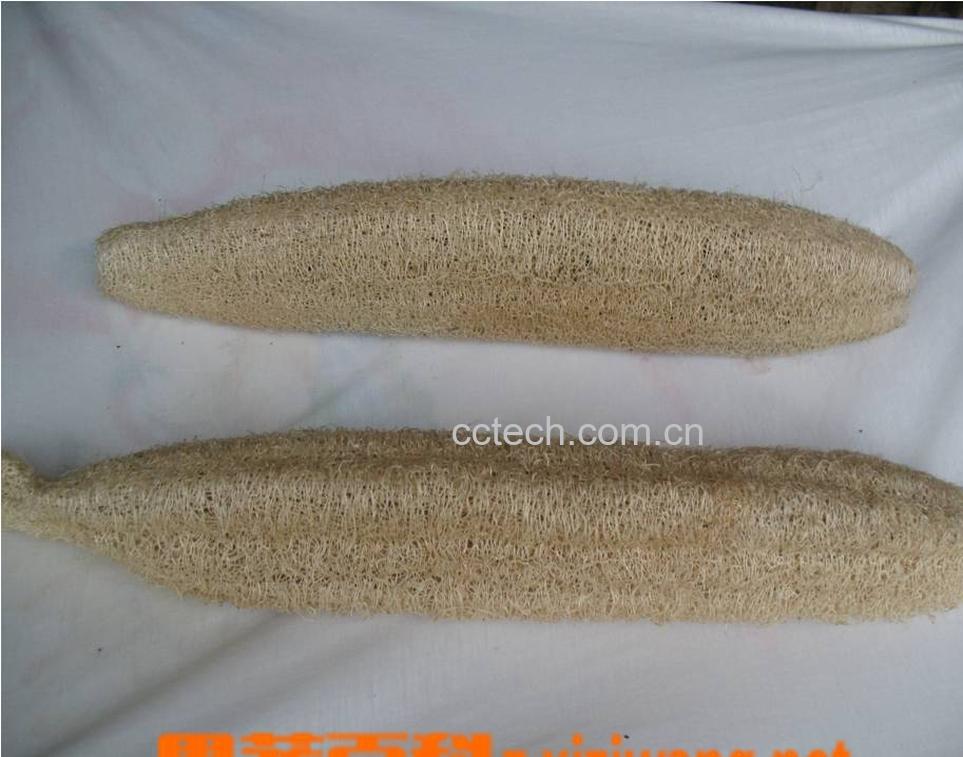 果蔬百科丝瓜络-0