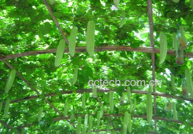 果蔬百科丝瓜-0