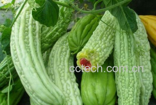 果蔬百科苦瓜-0