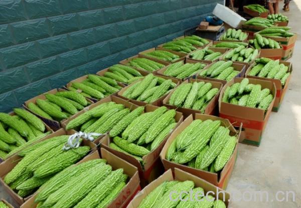 果蔬百科苦瓜-0