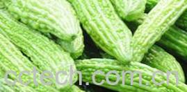 果蔬百科苦瓜-0
