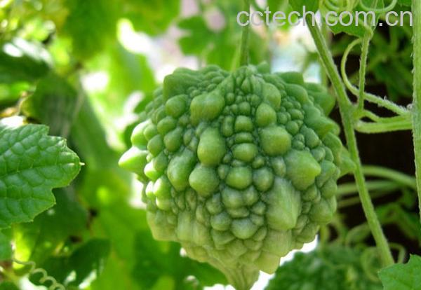 果蔬百科苦瓜-0