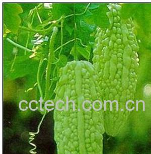 果蔬百科苦瓜-0