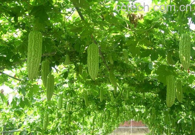 果蔬百科苦瓜清脂素-0