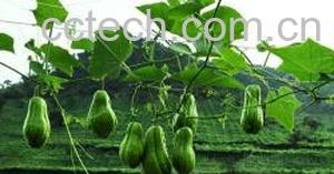 果蔬百科佛手瓜-0