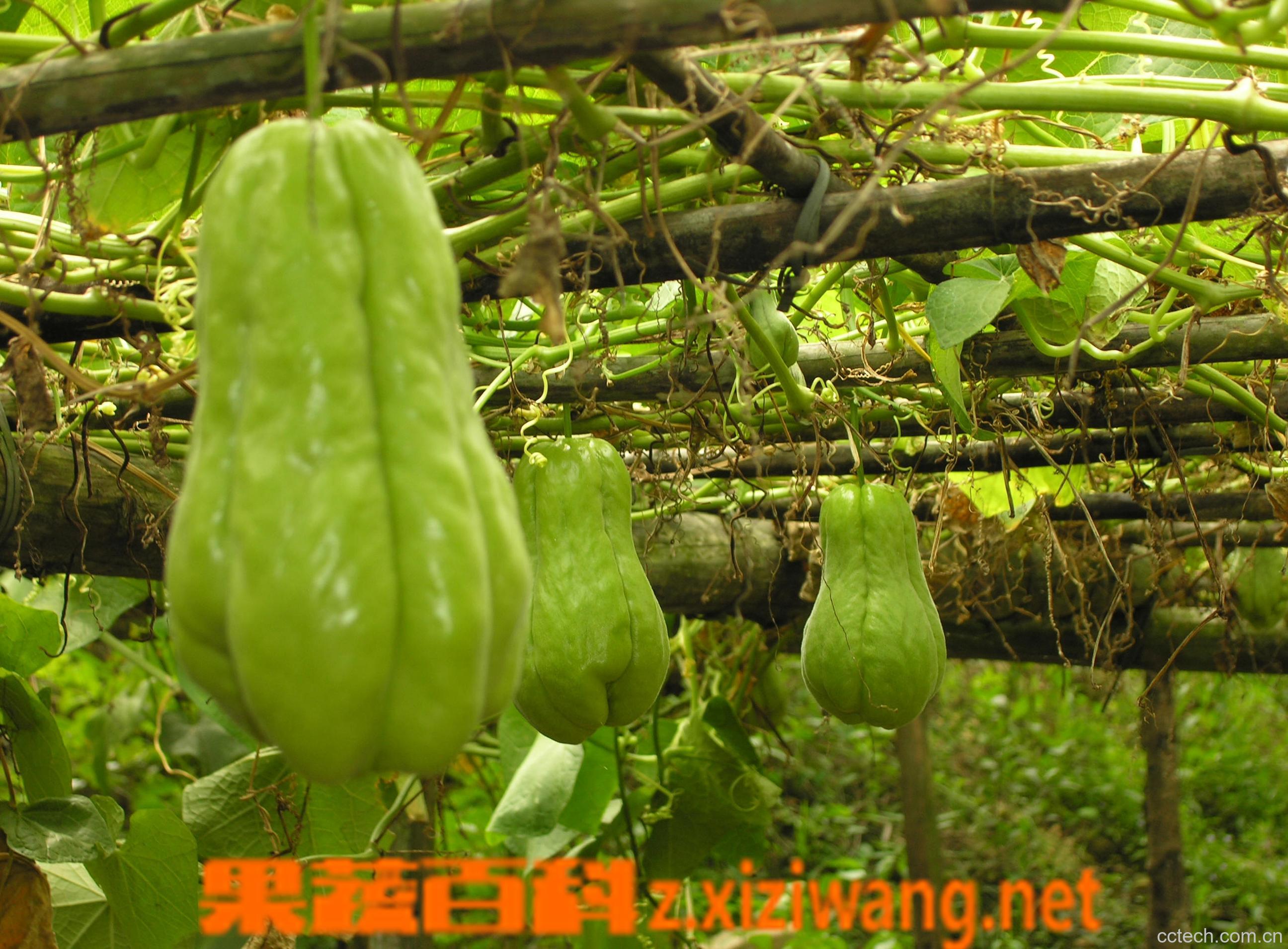 果蔬百科佛手瓜-0