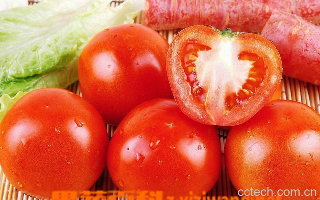 果蔬百科西红柿-0