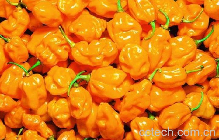 果蔬百科辣椒-0