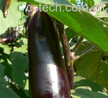 果蔬百科茄子-0