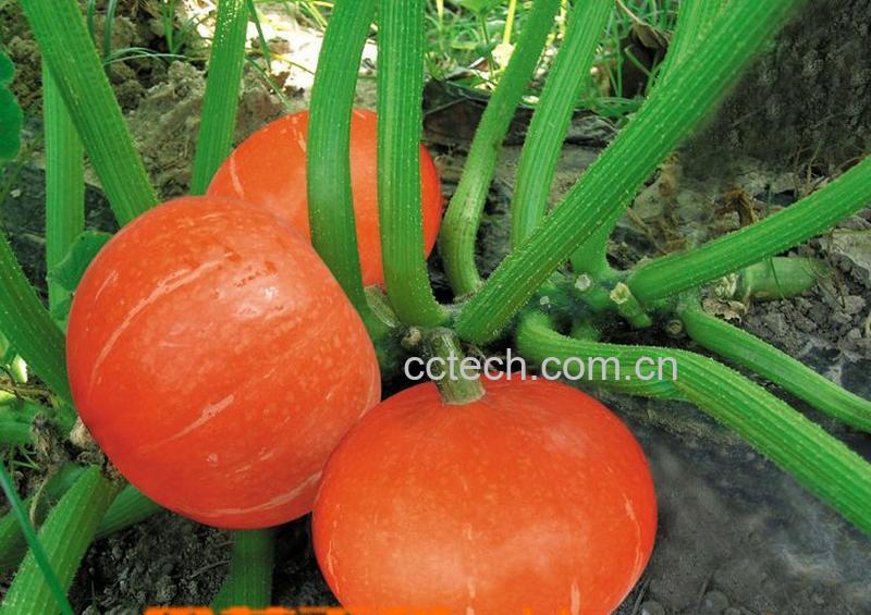 果蔬百科金南瓜-0