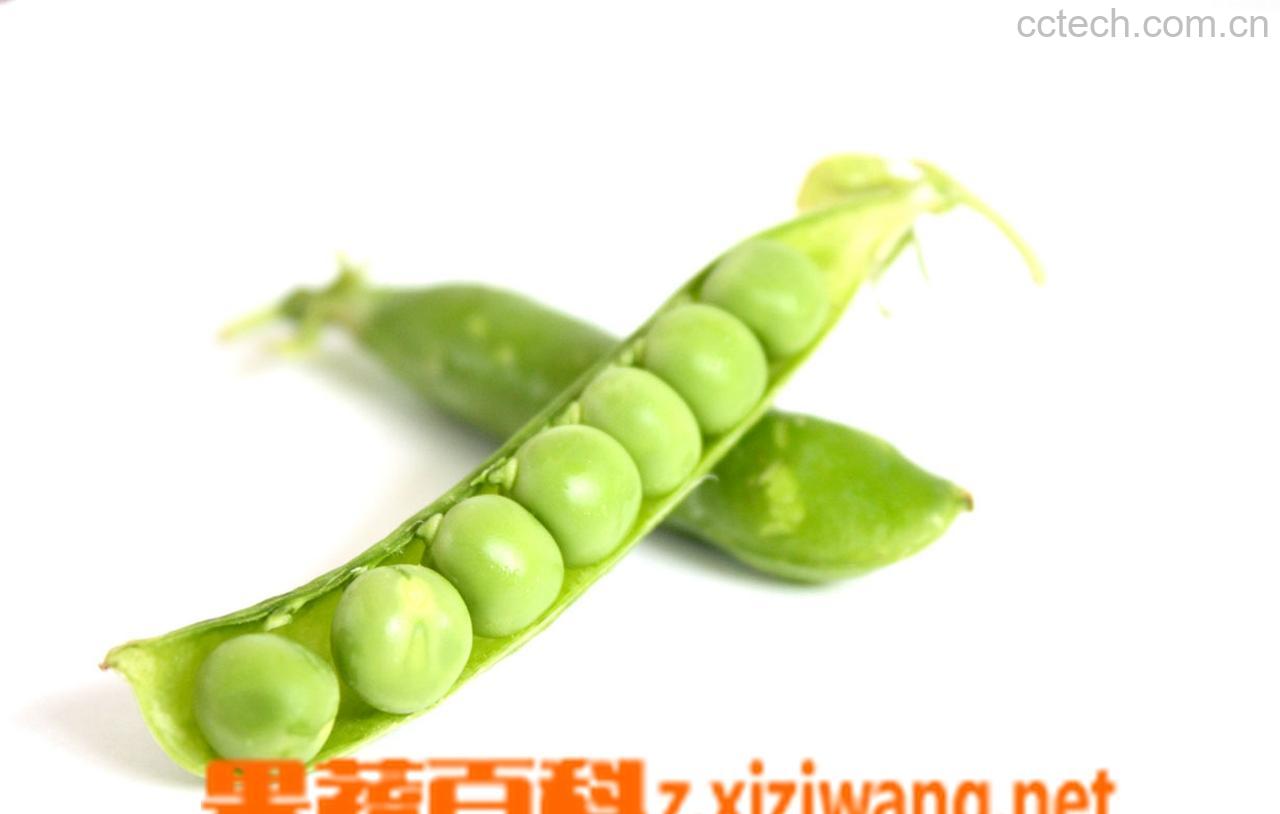 果蔬百科豌豆-0