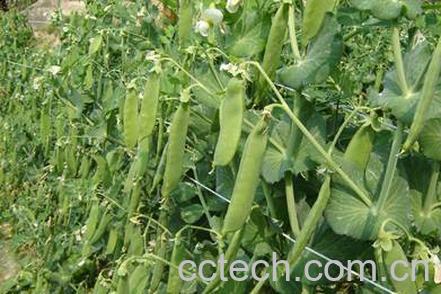 果蔬百科豌豆-0