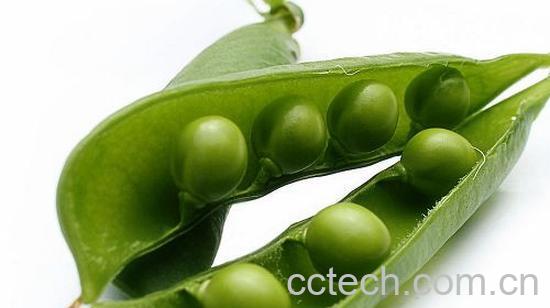 果蔬百科豌豆-0