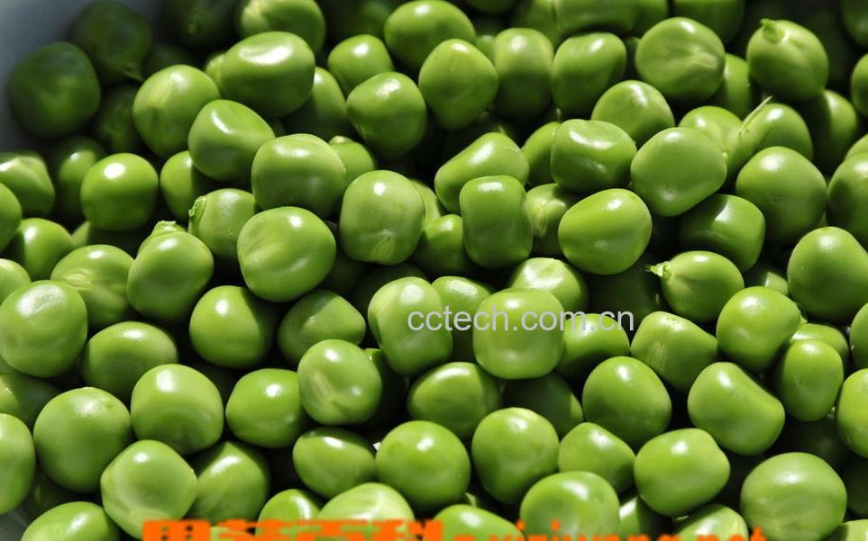 果蔬百科豌豆-0