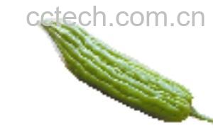 果蔬百科苦瓜-0