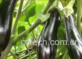 果蔬百科茄子-0