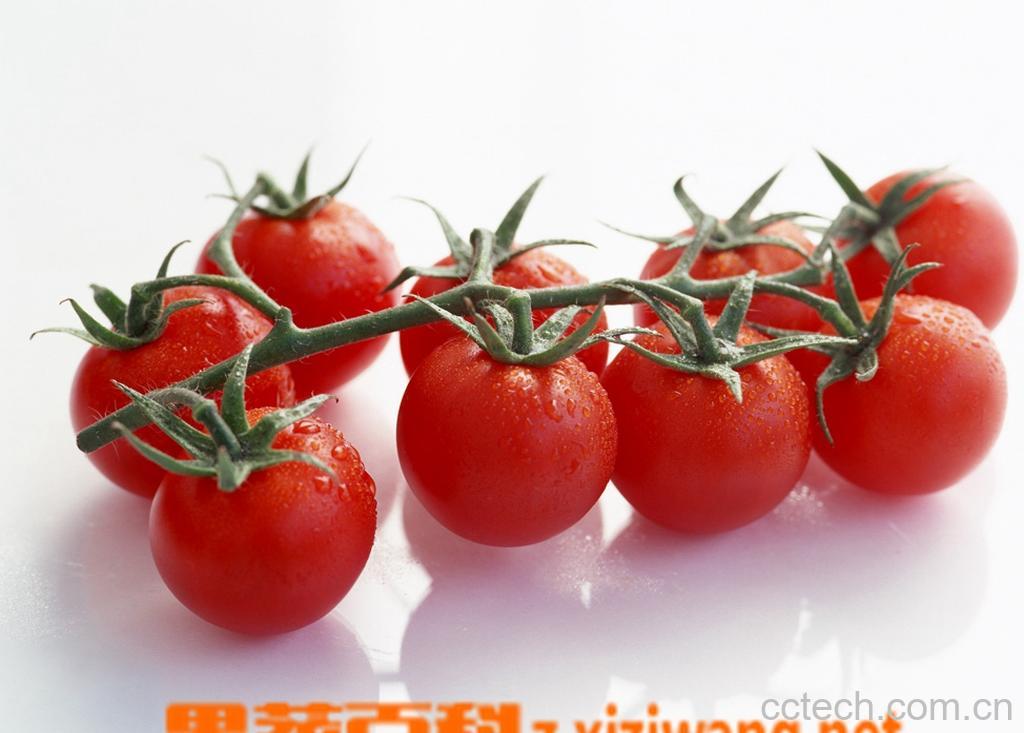 果蔬百科番茄-0