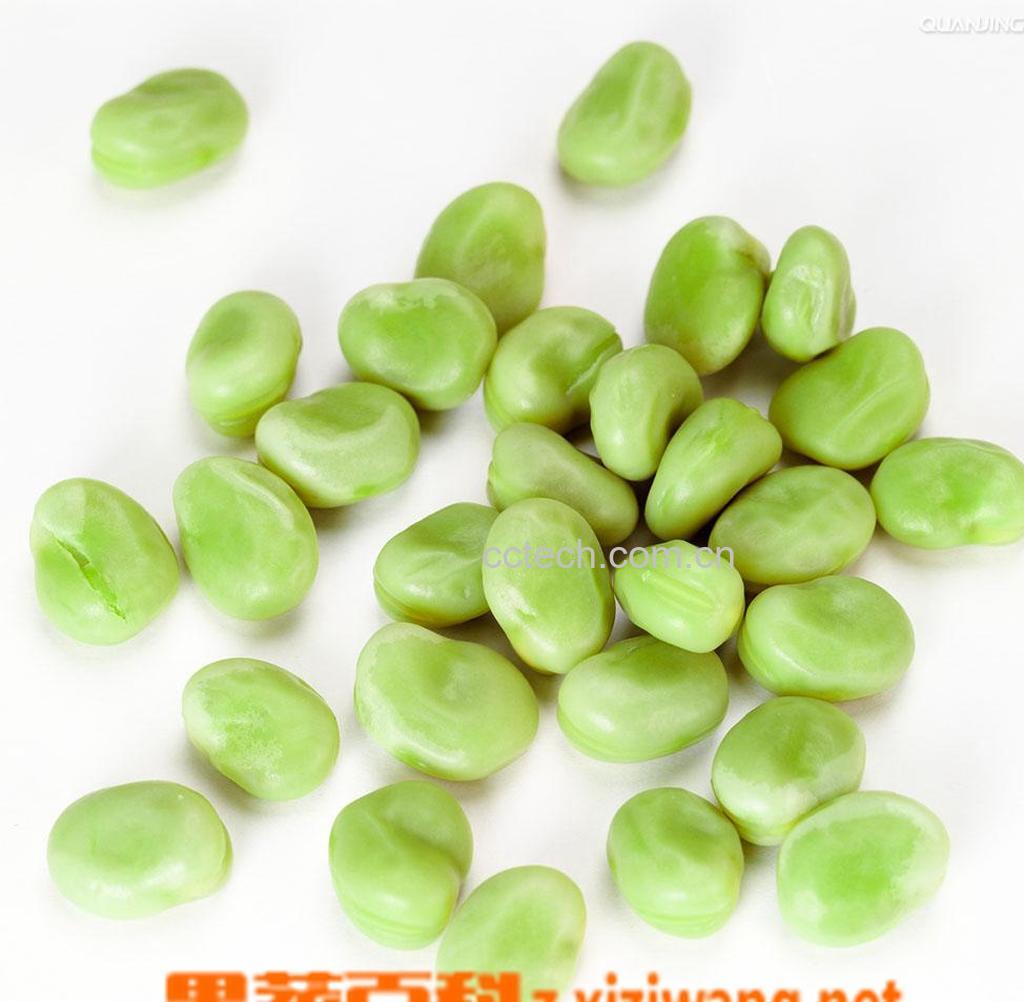 果蔬百科蚕豆-0