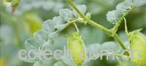 果蔬百科蚕豆-0