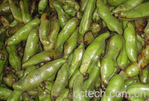 果蔬百科蚕豆-0