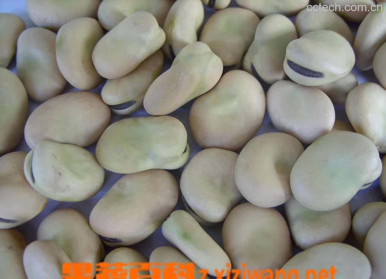 果蔬百科蚕豆-0