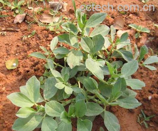 果蔬百科蚕豆叶-0