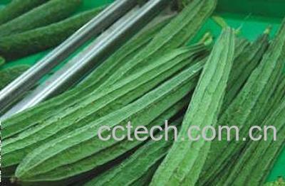 果蔬百科丝瓜-0