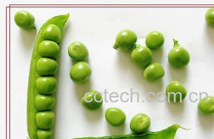 果蔬百科蚕豆-0