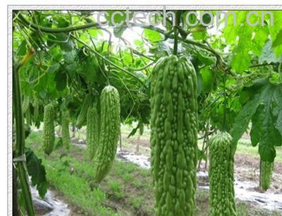 果蔬百科苦瓜-0