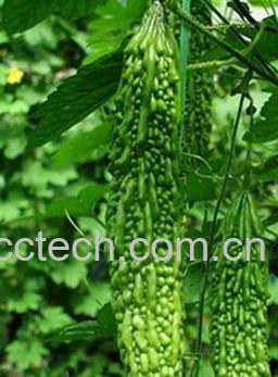 果蔬百科苦瓜-0