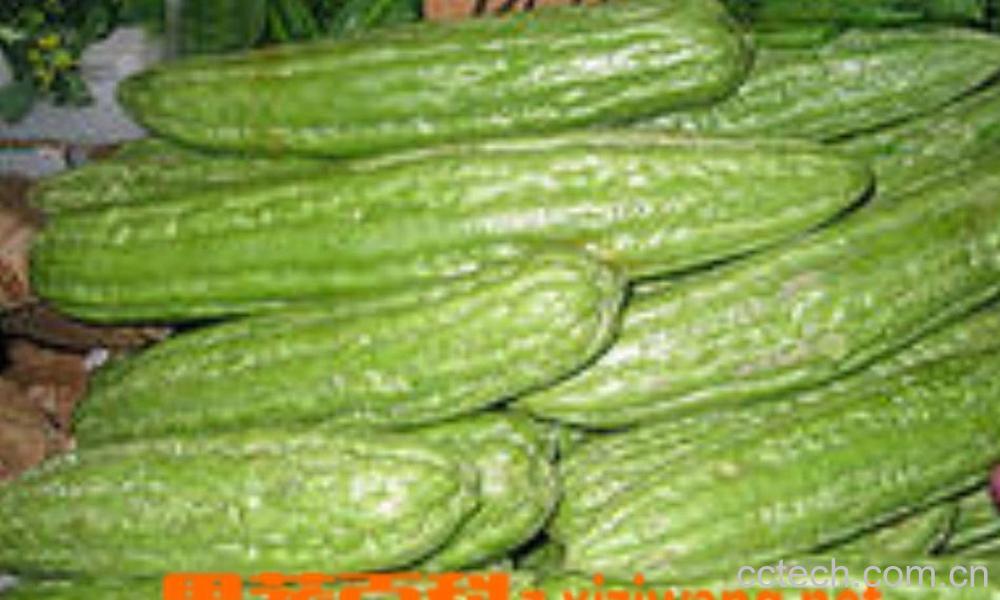 果蔬百科苦瓜-0