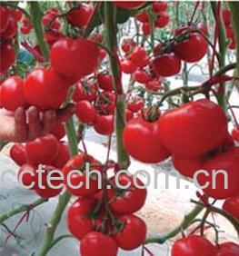 果蔬百科番茄-0