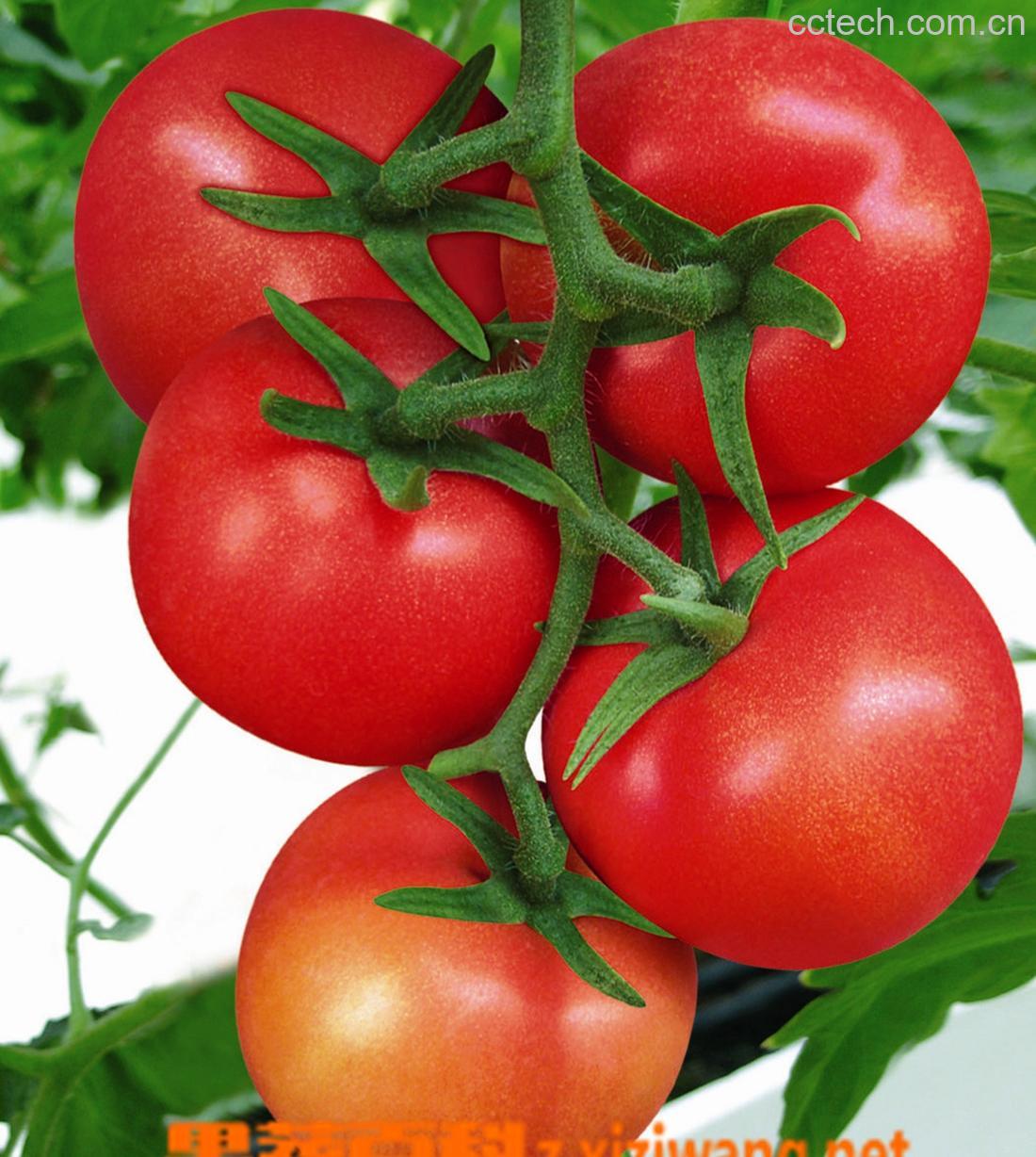 果蔬百科番茄-0