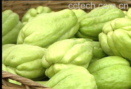 果蔬百科佛手瓜-0