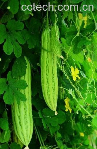 果蔬百科苦瓜-0