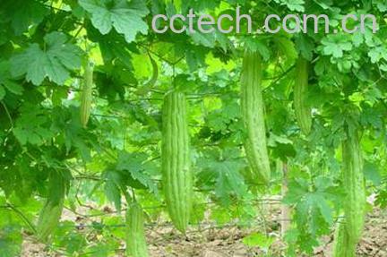 果蔬百科苦瓜-0