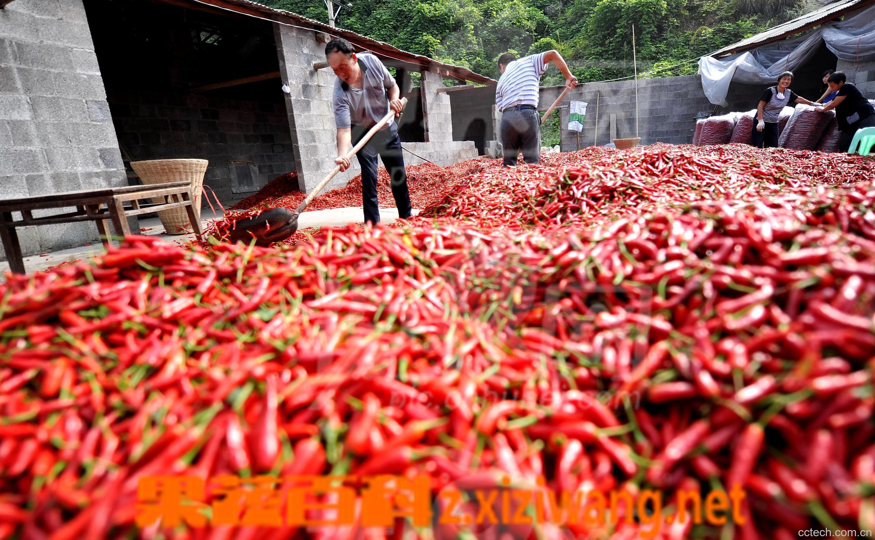 果蔬百科辣椒-0