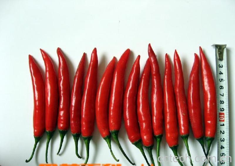 果蔬百科辣椒-0