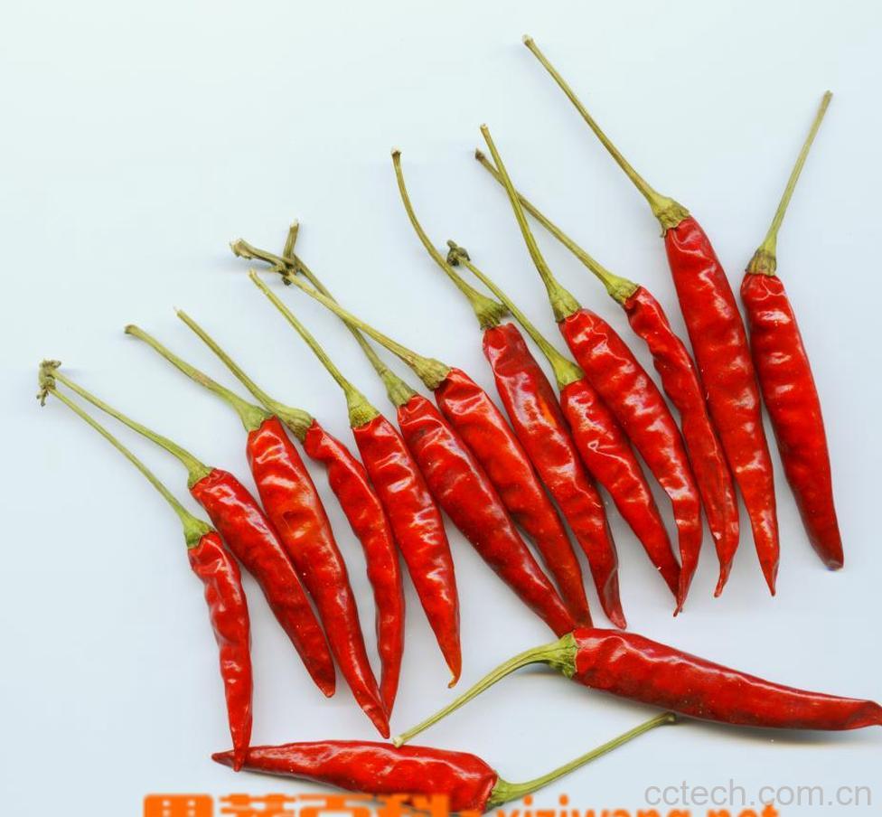 果蔬百科辣椒-0