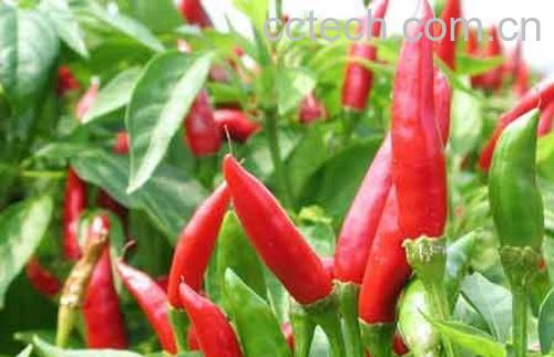 果蔬百科辣椒-0