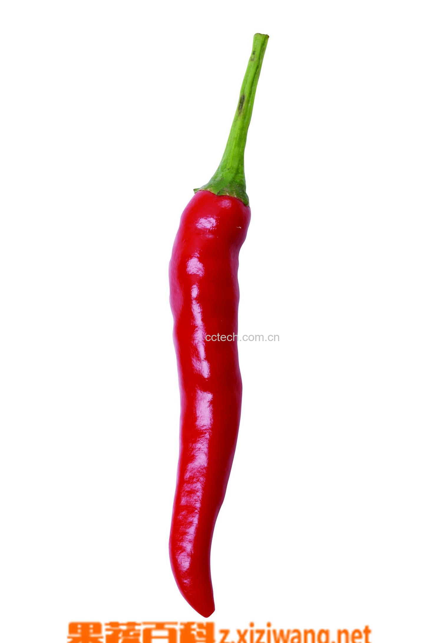 果蔬百科辣椒-0