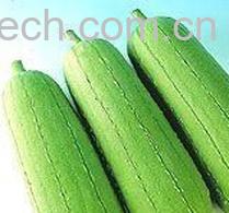 果蔬百科丝瓜-0